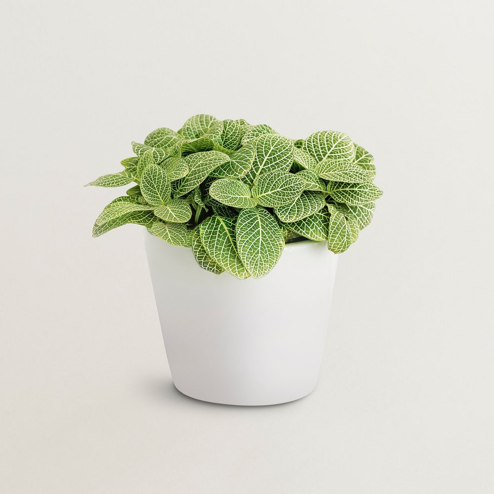 Fittonia plant in a white pot mockup