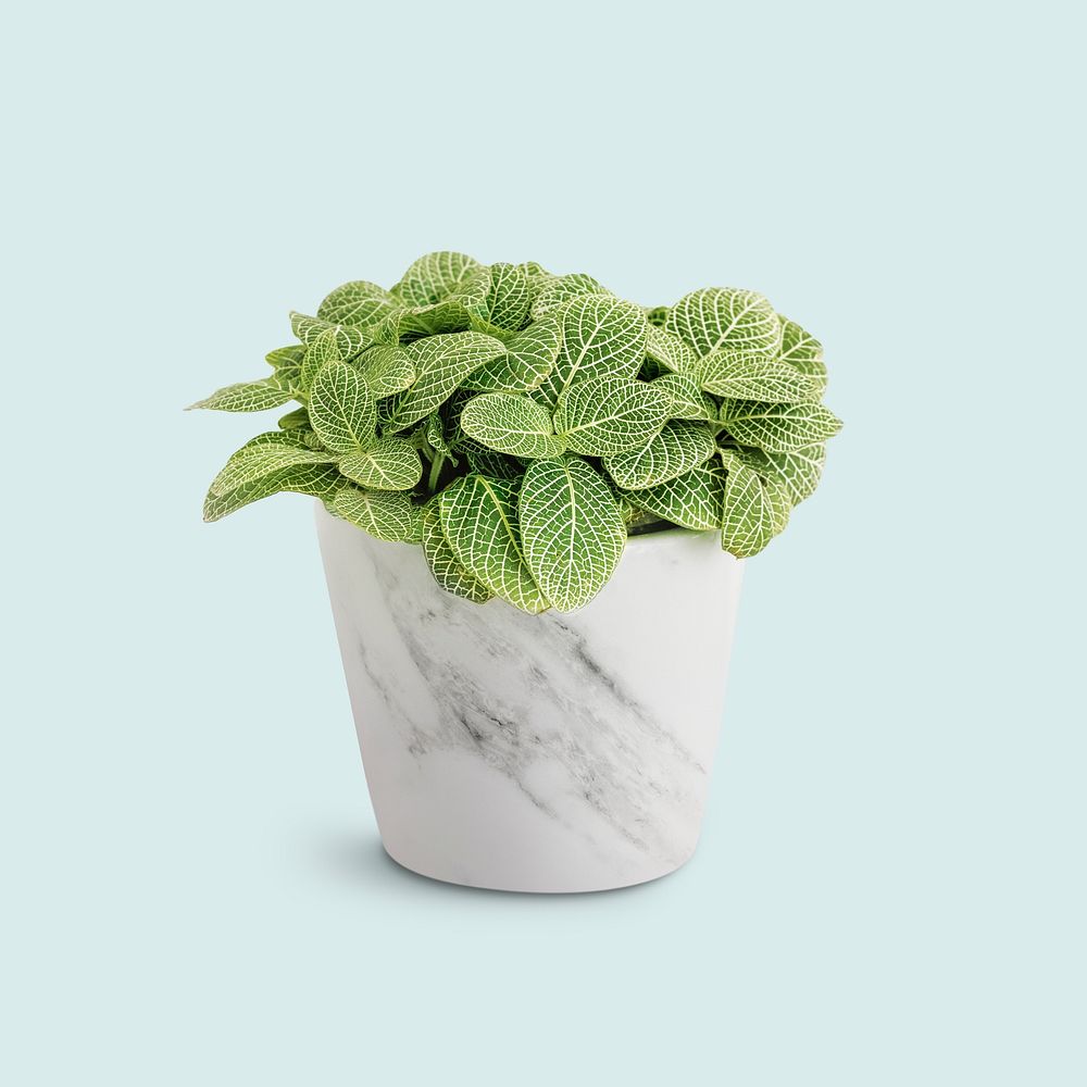 Potted Fittonia albivenis on a blue background mockup