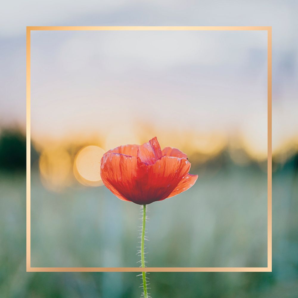 Golden frame with a poppy flower in a field design element