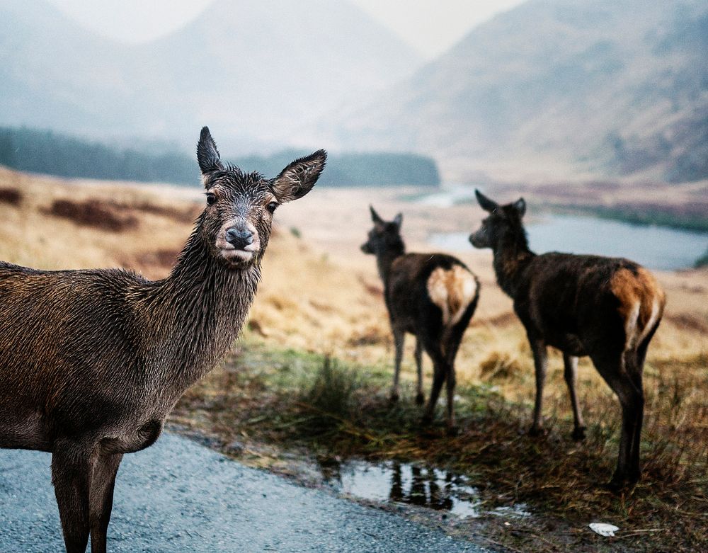 Deers on the road at Glen Etive, Scotland