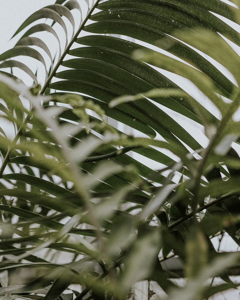 Closeup of areca palm leaves