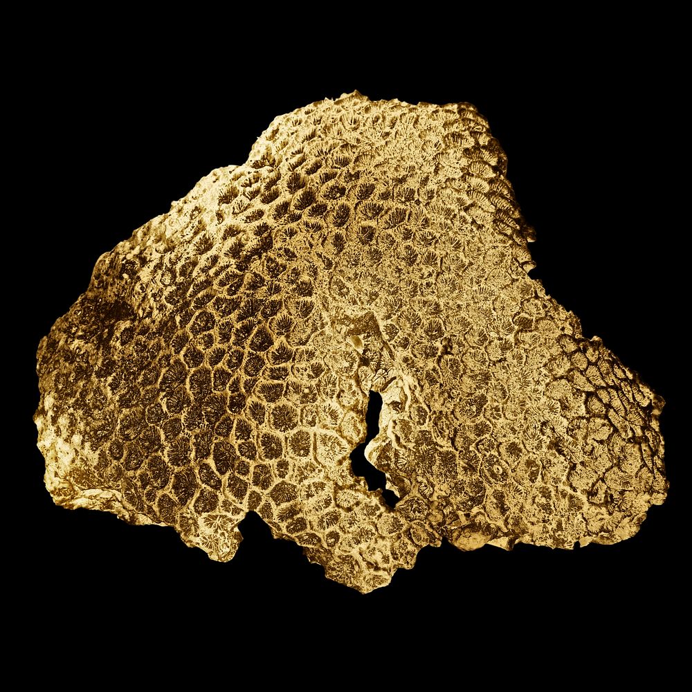 Gold coral on black background