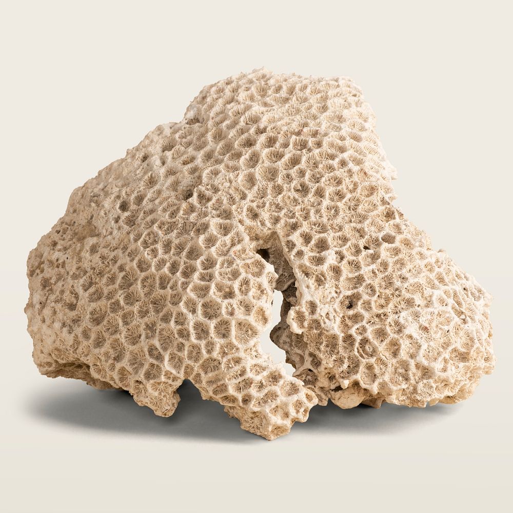 Natural coral on beige background