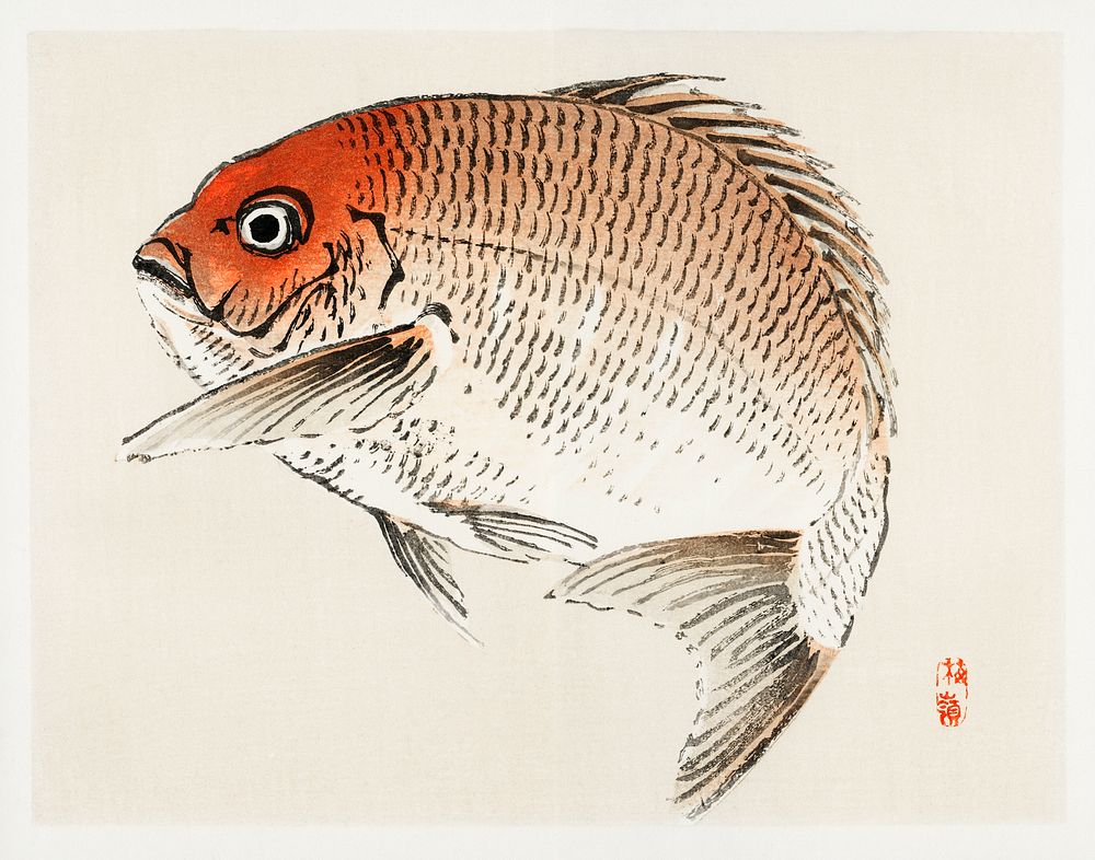 Tai (Red Seabream) fish by Kōno Bairei (1844-1895). Digitally enhanced from our own original 1913 edition of Bairei Gakan. 