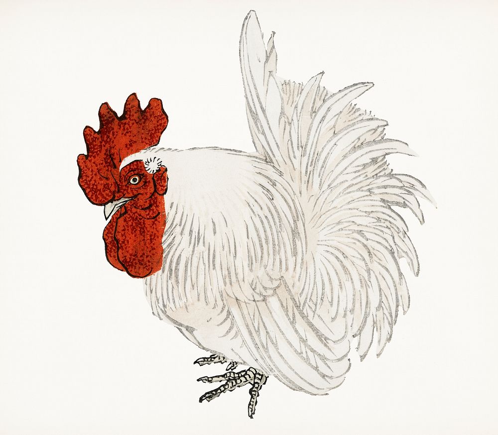 Vintage Illustration of Japanese Bantam.