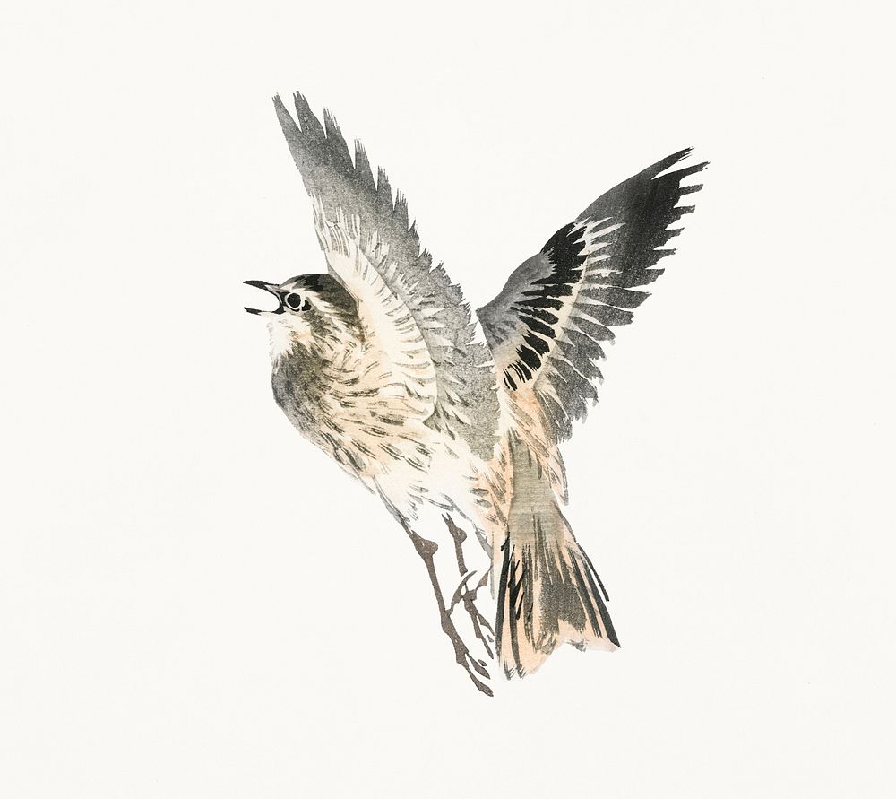 Vintage Illustration of Sparrow.