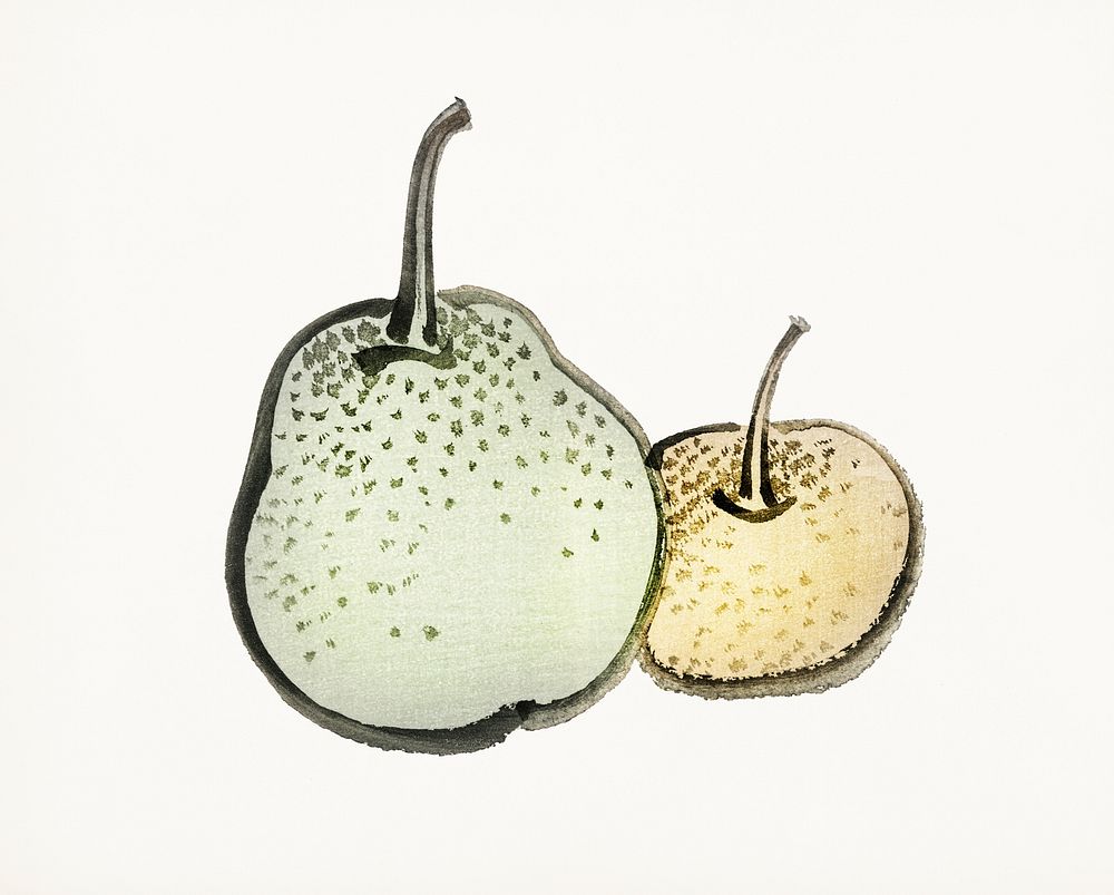 Vintage Illustration of Asian pears.