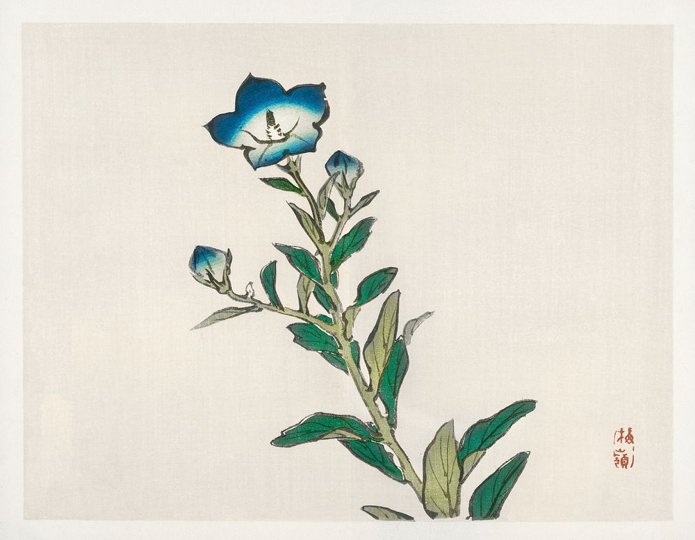 Morning glory by Kōno Bairei (1844-1895). Digitally enhanced from our own original 1913 edition of Bairei Gakan. 