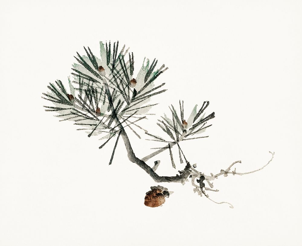 Vintage Illustration of Pine.