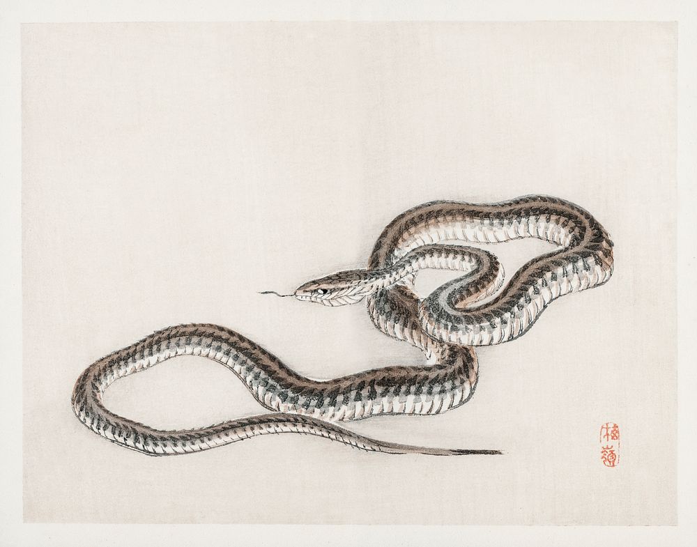 Snake by Kōno Bairei (1844-1895). Digitally enhanced from our own original 1913 edition of Barei Gakan. 