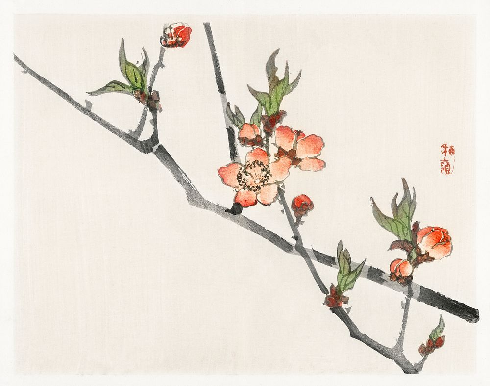 Peach by Kōno Bairei (1844-1895). Digitally enhanced from our own original 1913 edition of Barei Gakan. 