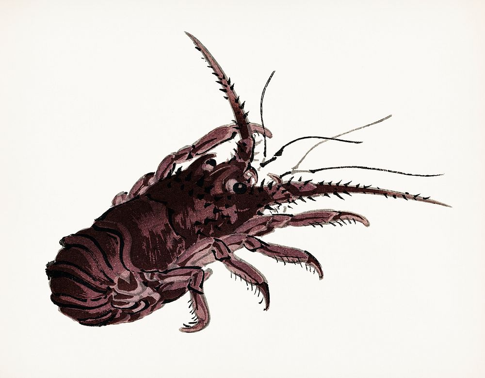 Vintage Illustration of Crayfish,
