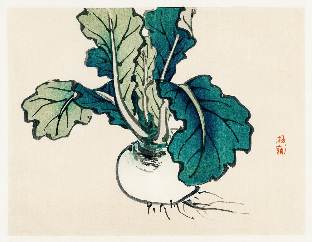 Radish by Kōno Bairei (1844-1895). Digitally enhanced from our own original 1913 edition of Barei Gakan. 