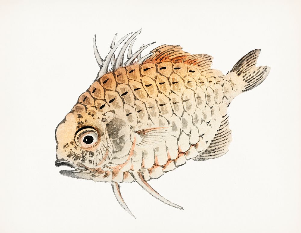 Vintage Illustration of Fish.