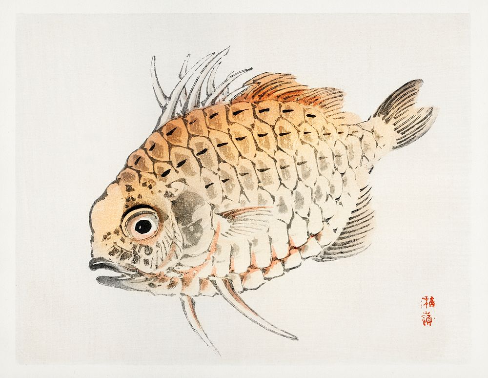 Fish by Kōno Bairei (1844-1895). Digitally enhanced from our own original 1913 edition of Barei Gakan. 