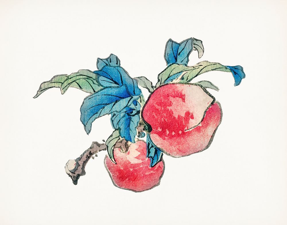 Vintage Illustration of Peaches.