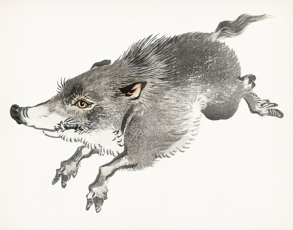 Vintage Illustration of Wild boar.