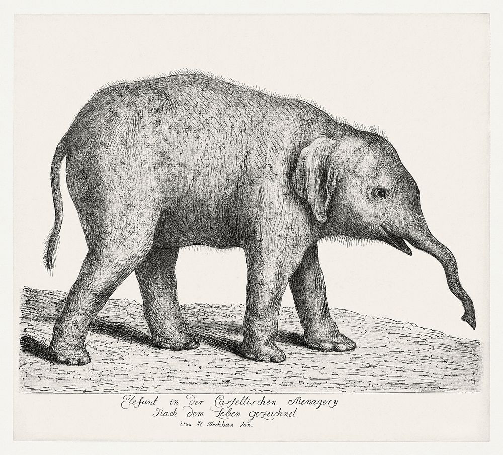 A Young Elephant by Johann Heinrich Tischbein the Younger (1742&ndash;1808). Original from The MET Museum. Digitally…