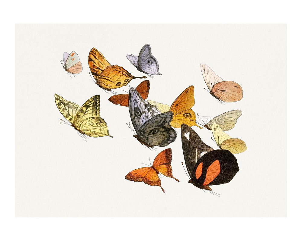 Mixed flying butterflies vintage illustration, remix from original artwork