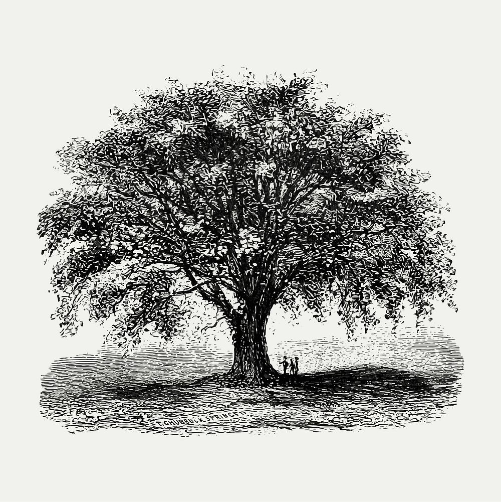 Vintage European style tree vector