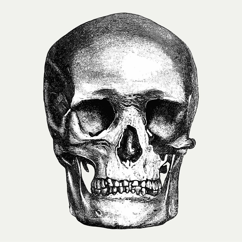 Vintage European style skull engraving vector