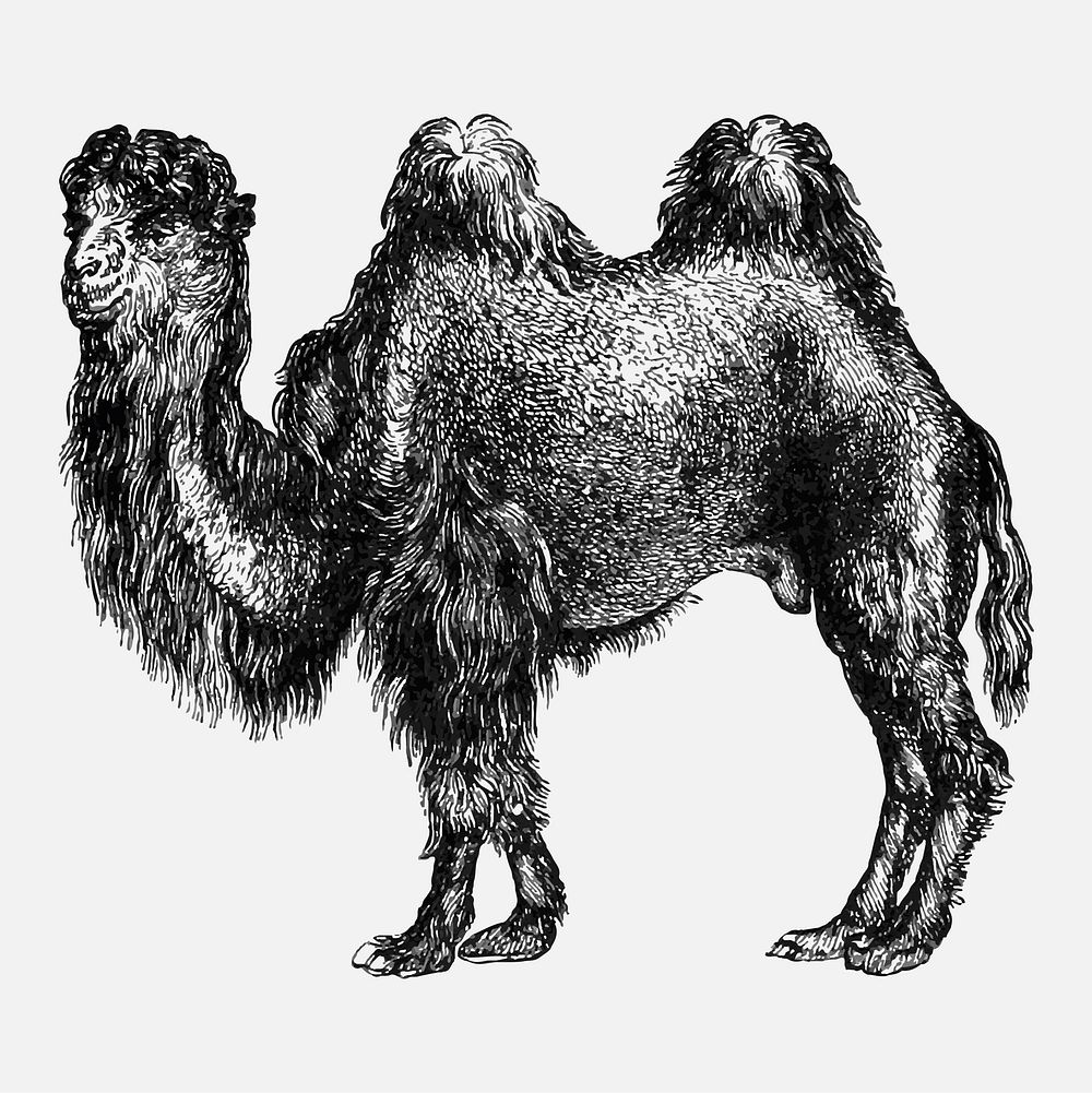 Vintage European style camel engraving vector