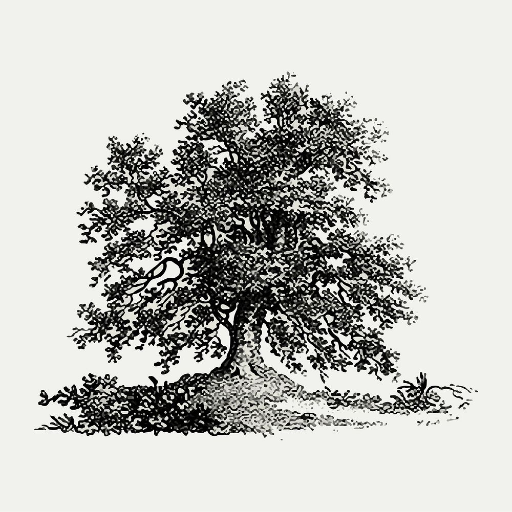 Vintage European style tree illustration