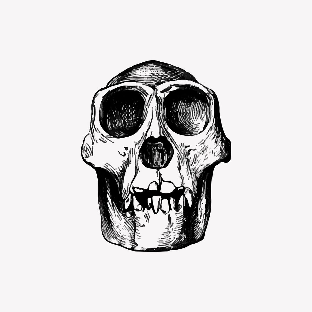 Vintage skull head engraving vector