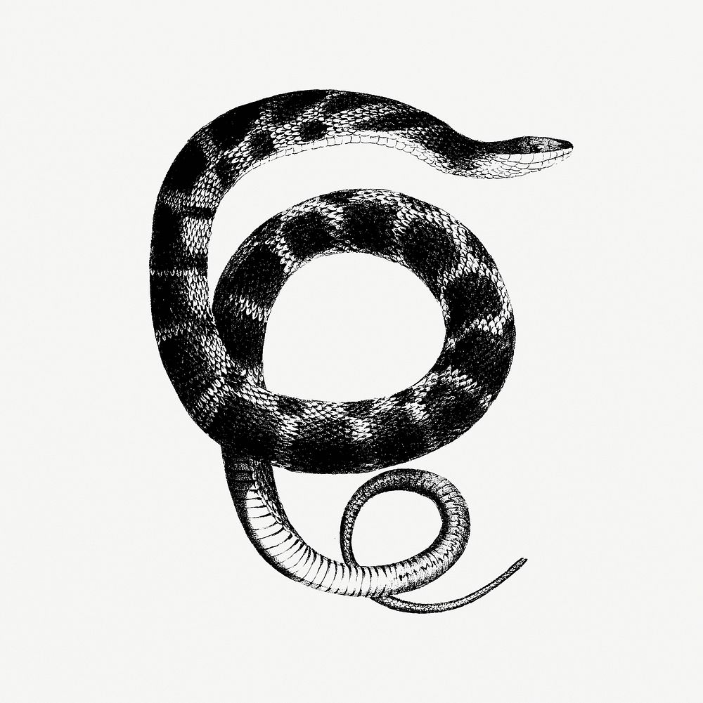 Plain-bellied water snake from Report of an Expedition Down the Zuni and Colorado Rivers (1853) published by Lorenzo…