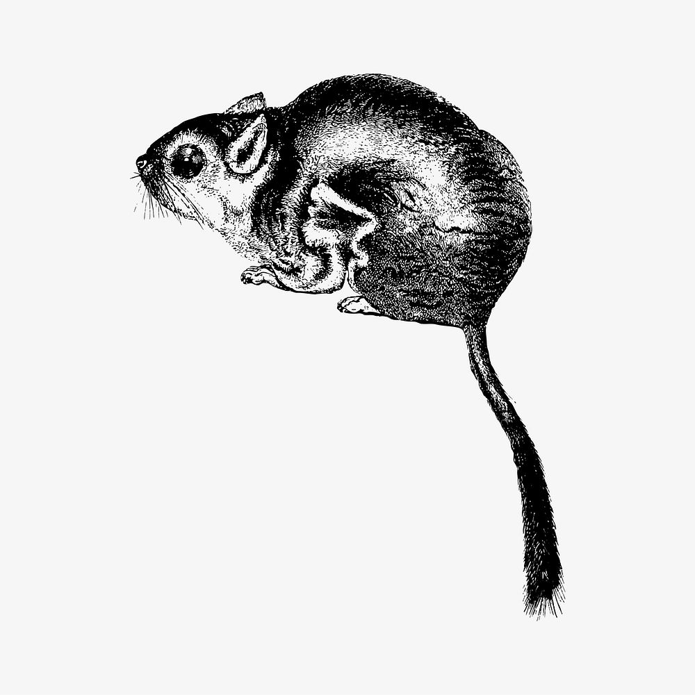 Drawing of Lord Derby's scaly-tailed squirrel