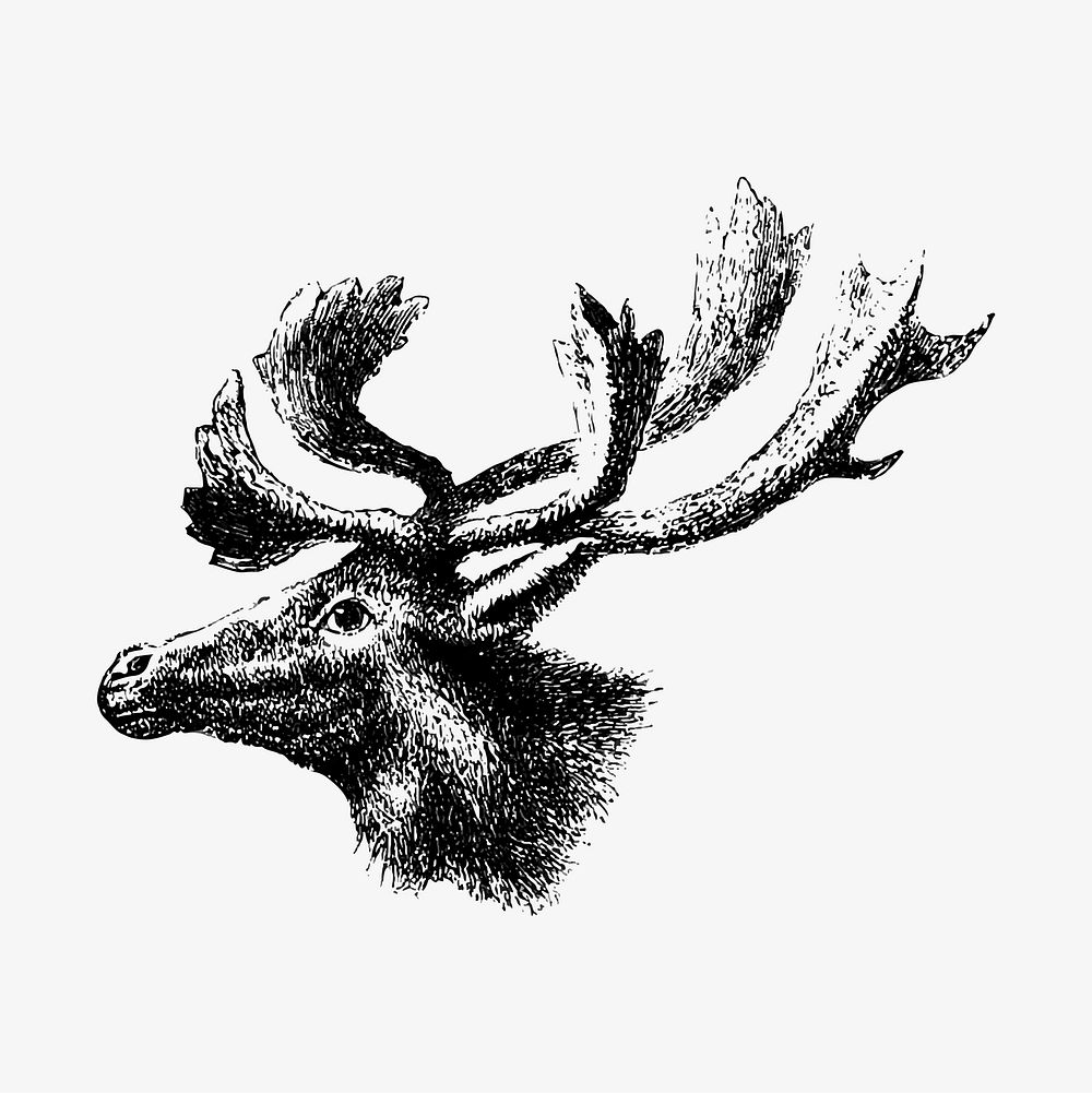 Drawing of moose