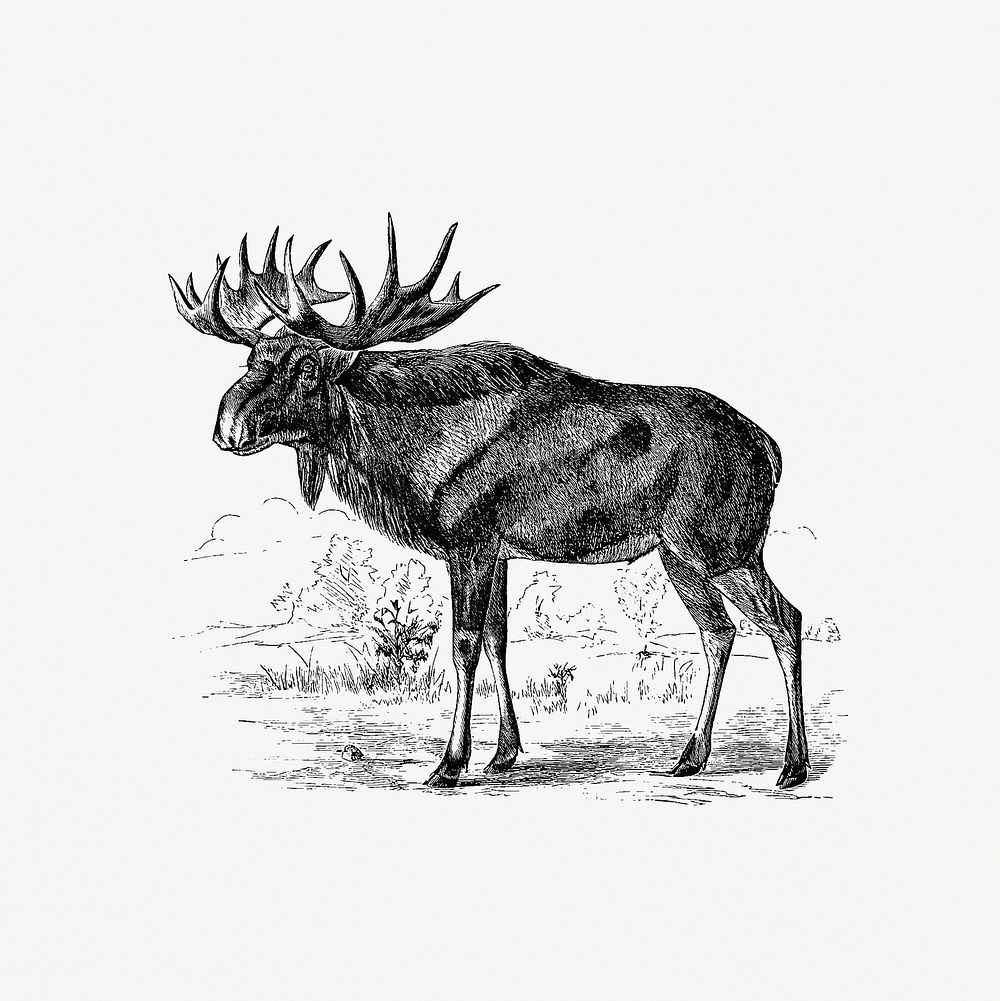 Scandinavian elk from 'A Summer in Norway ... Also, an Account of the Red-Deer, Reindeer and Elk (1875) published by John…