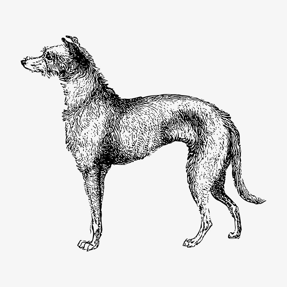 Drawing of Scottish Deerhound | Free Vector Illustration - rawpixel