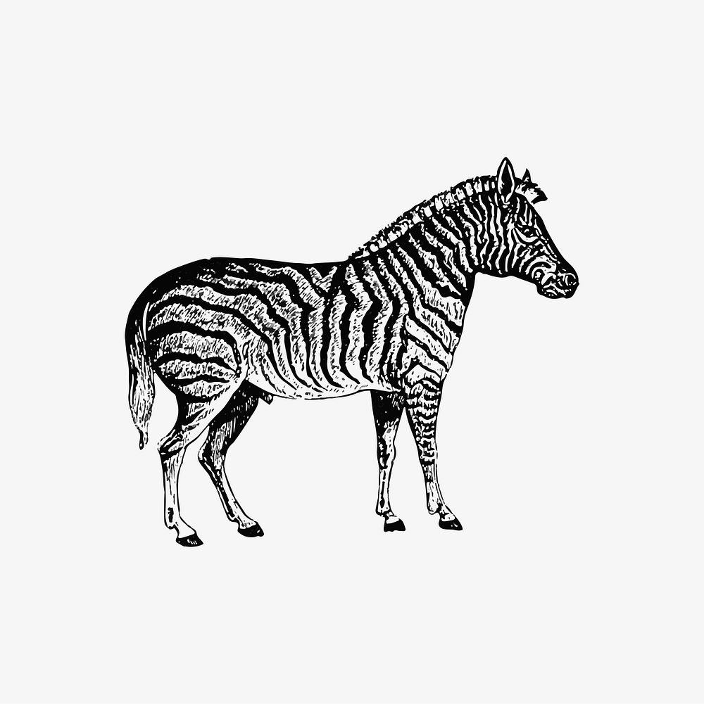 Drawing of zebra