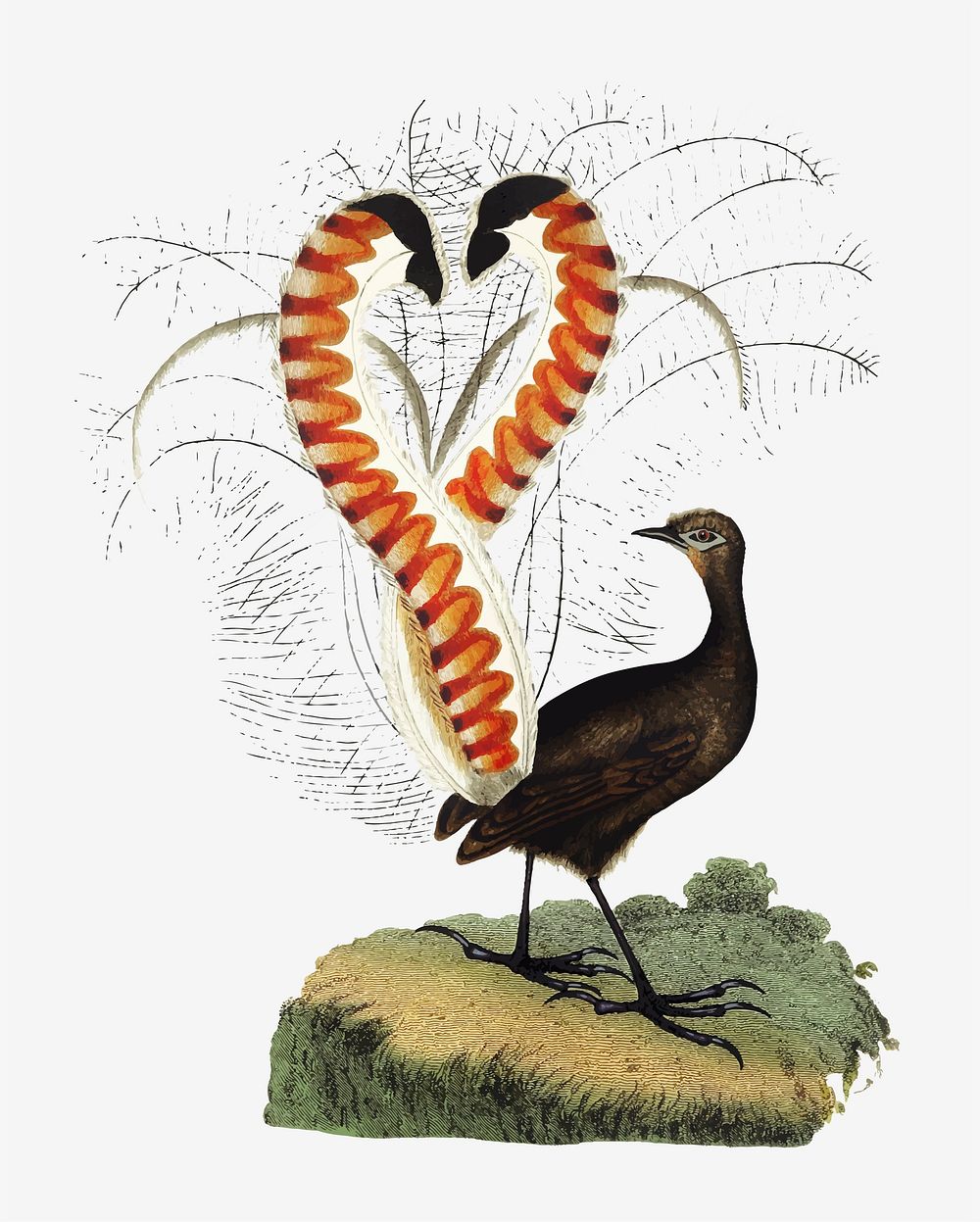 Lyrebird animal illustration vector