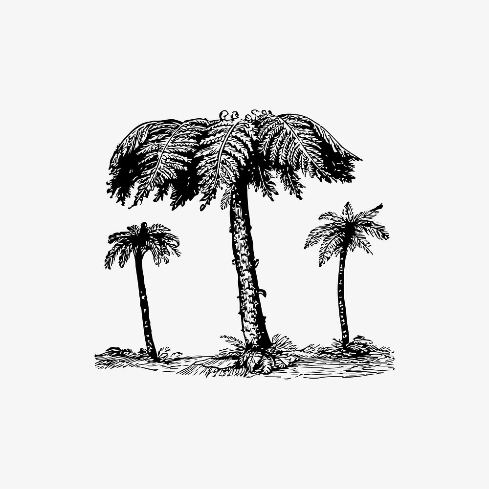 Fern trees illustration vector