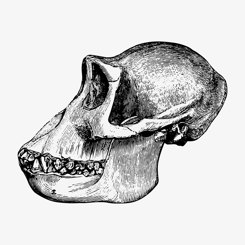 Gorilla skull illustration vector