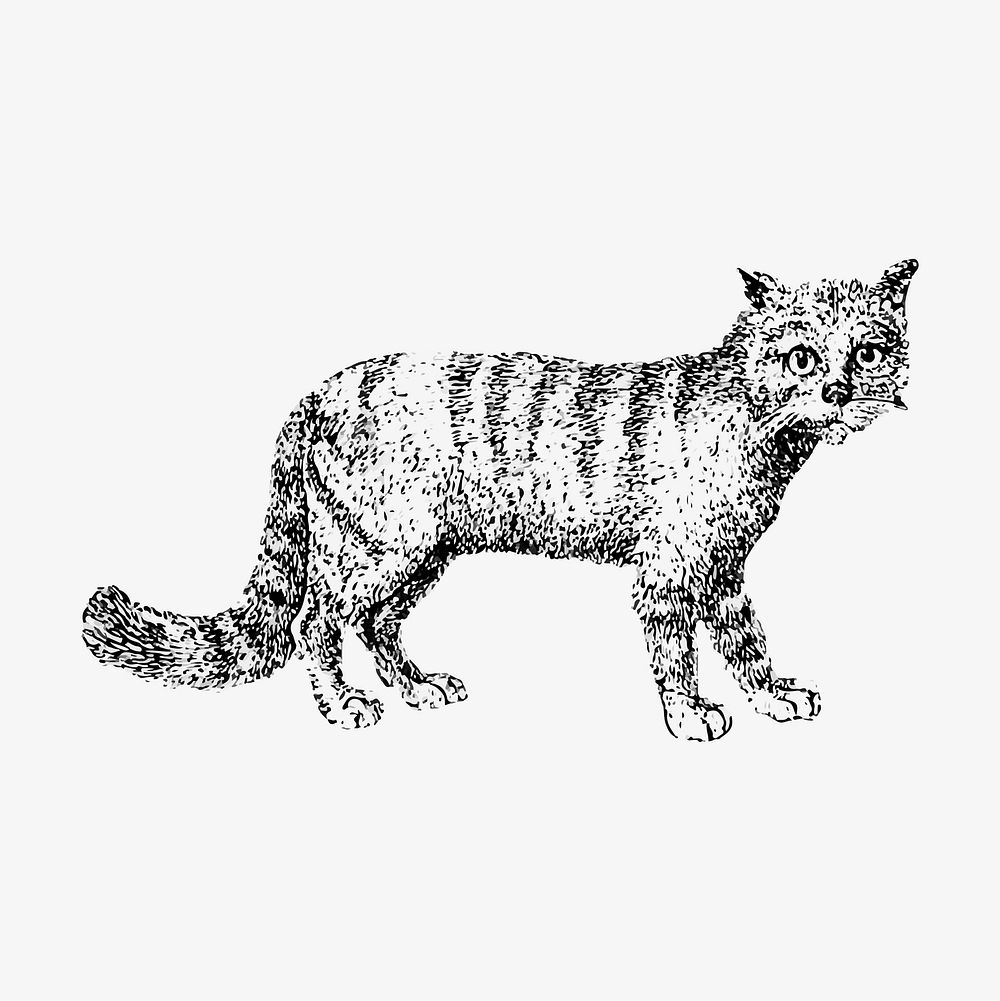 Vintage cat illustration vector