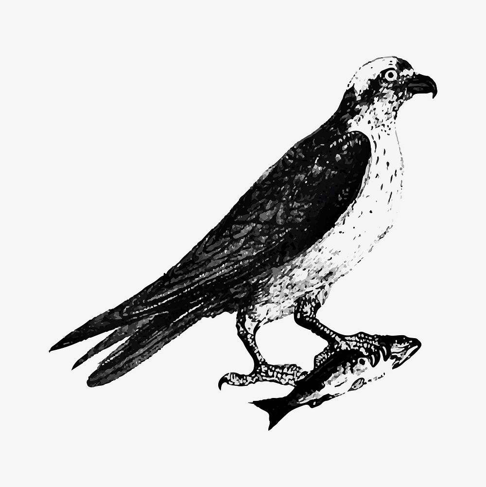 Water eagle illustration vector