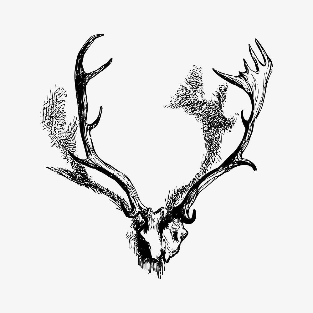 Deer horns illustration vector