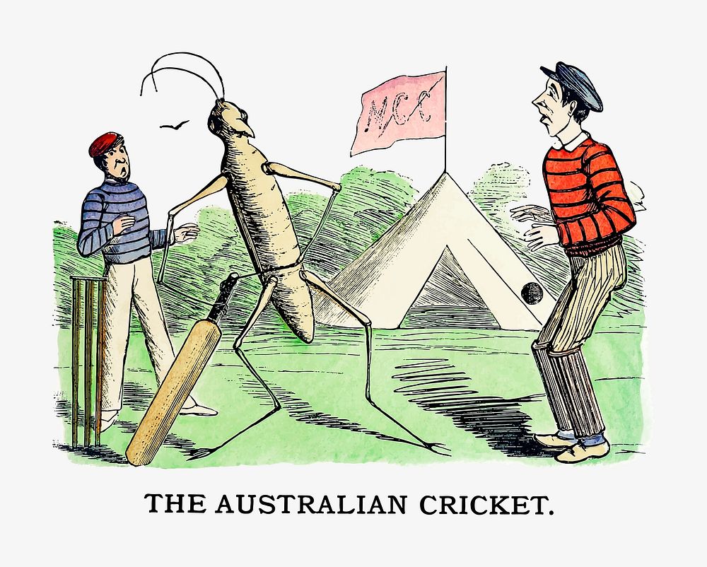 Australian cricket illustration vector