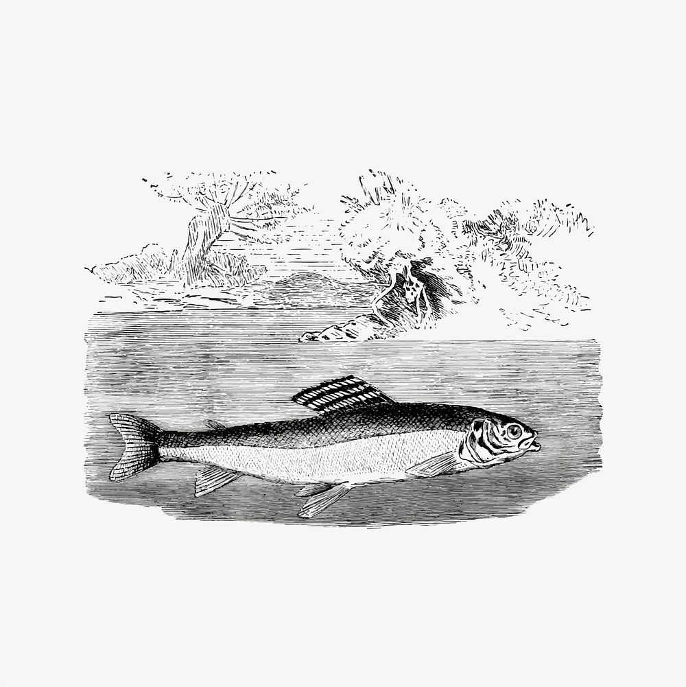 Grayling fish illustration vector
