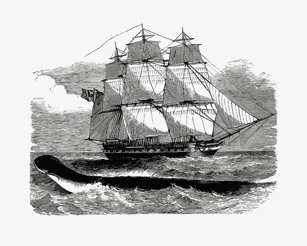Sailing ship illustration vector