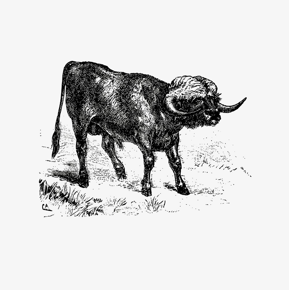 Rural bull illustration vector