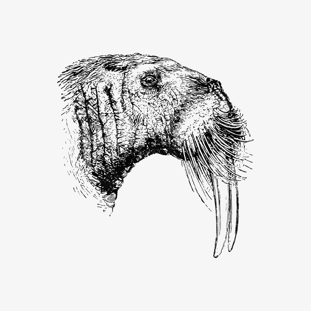 Vintage walrus illustration vector