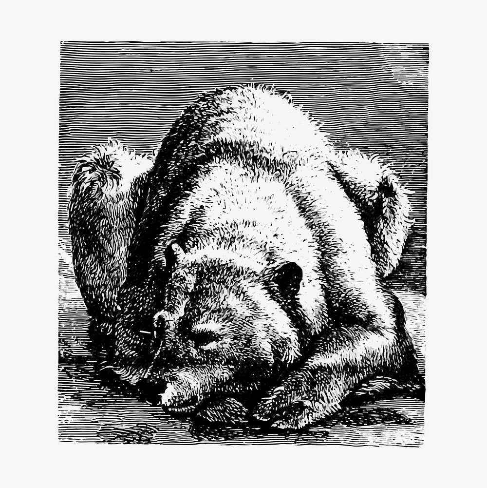 Sleeping bear illustration vector