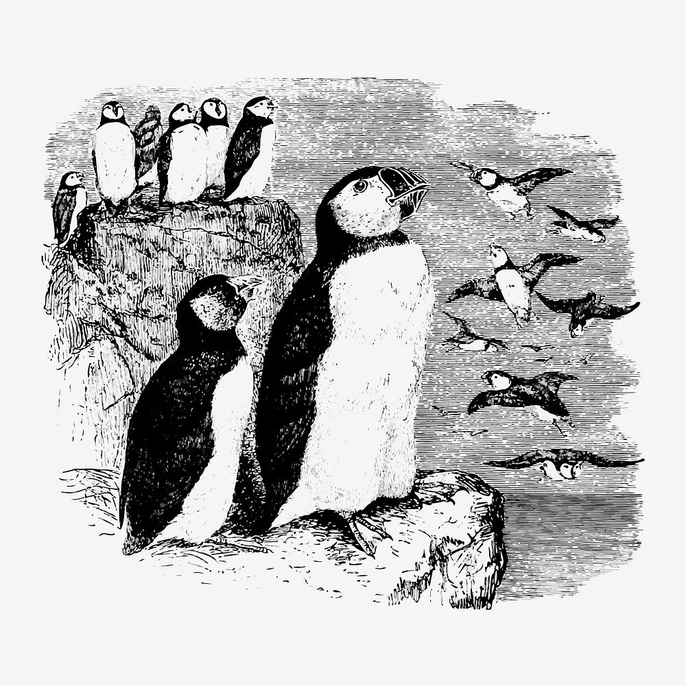 Vintage Victorian style penguin engraving vector