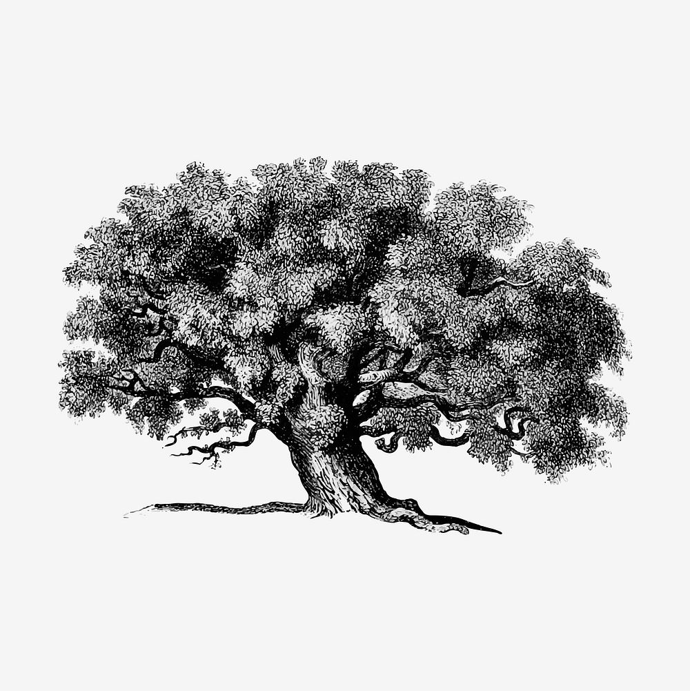 Vintage Victorian style tree engraving vector