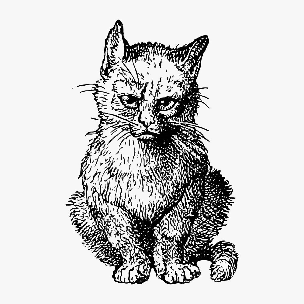 Vintage Victorian style cat engraving Premium Vector Illustration