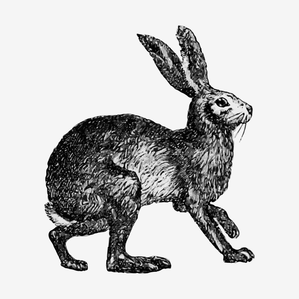 Vintage Victorian style rabbit engraving vector